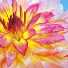 Dalia